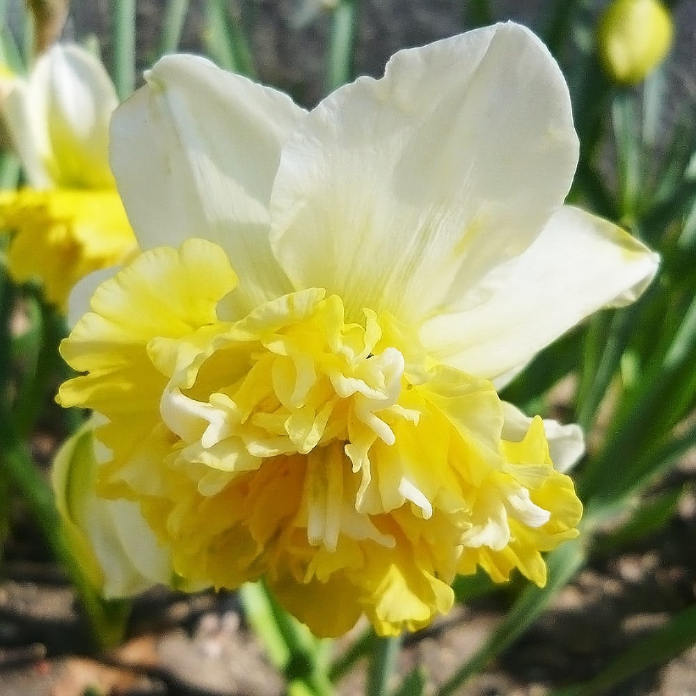 スイセン アイスキング 1