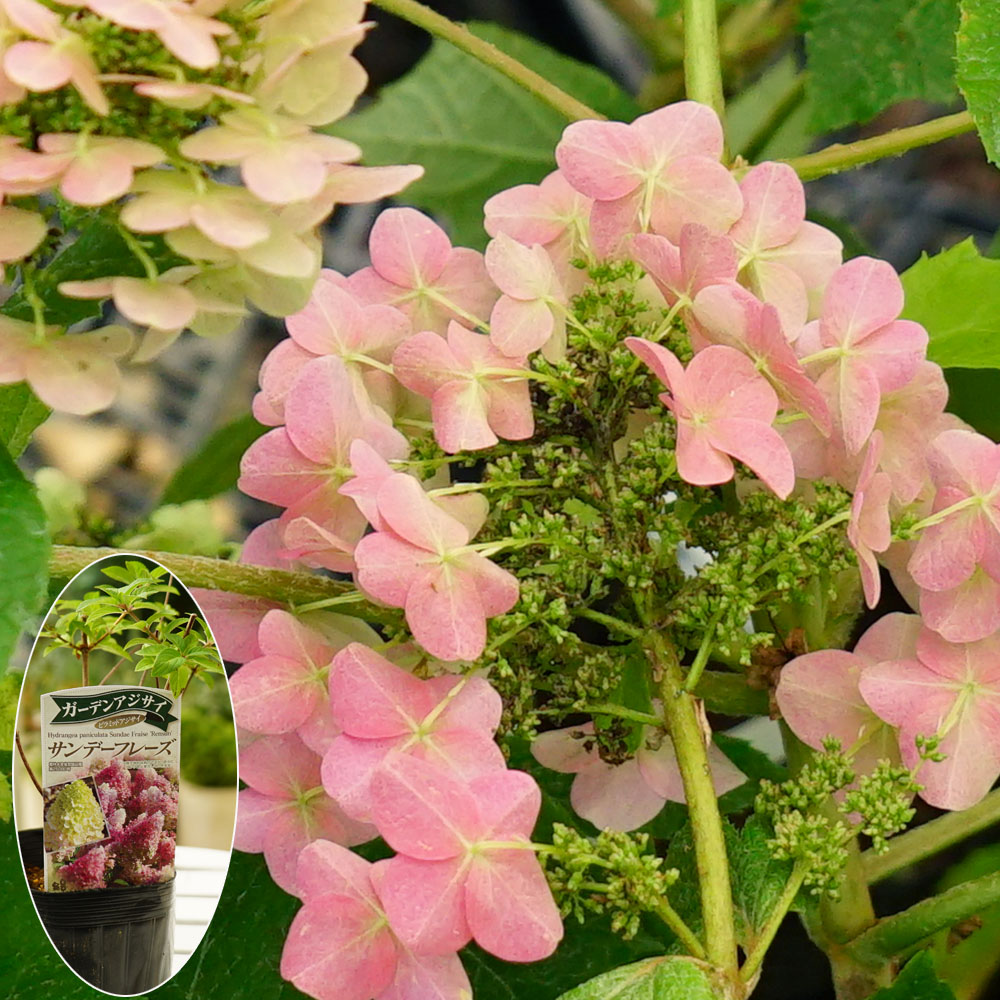 ノリウツギ サンデーフレーズ 