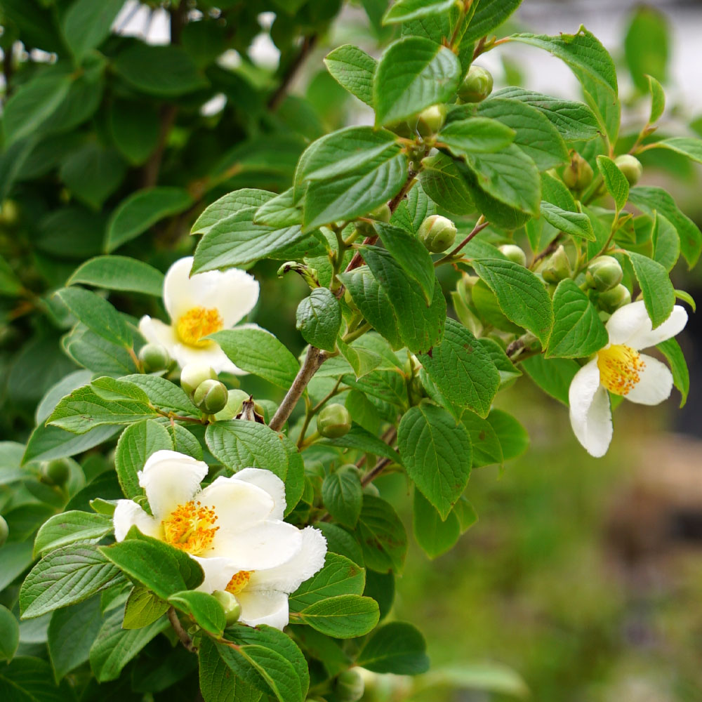 シャラノキ ナツツバキの花