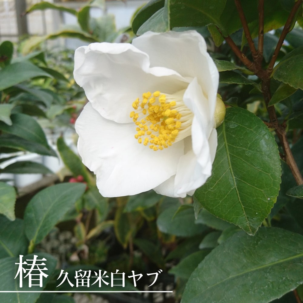 椿 羽衣 