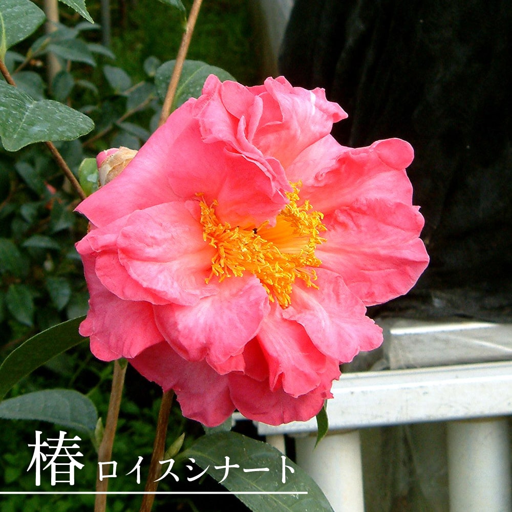 椿 ロイスシナート 