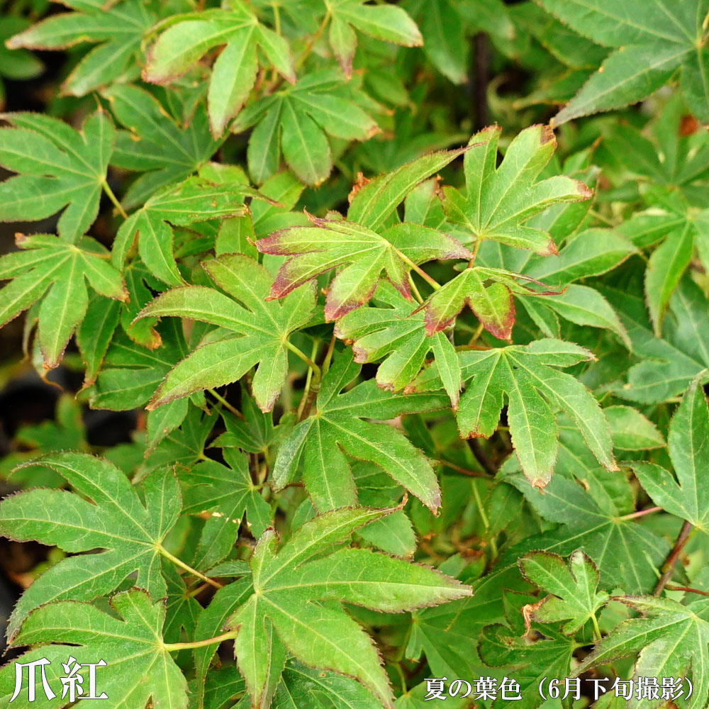 カエデ・もみじ 爪紅 6月下旬の葉色