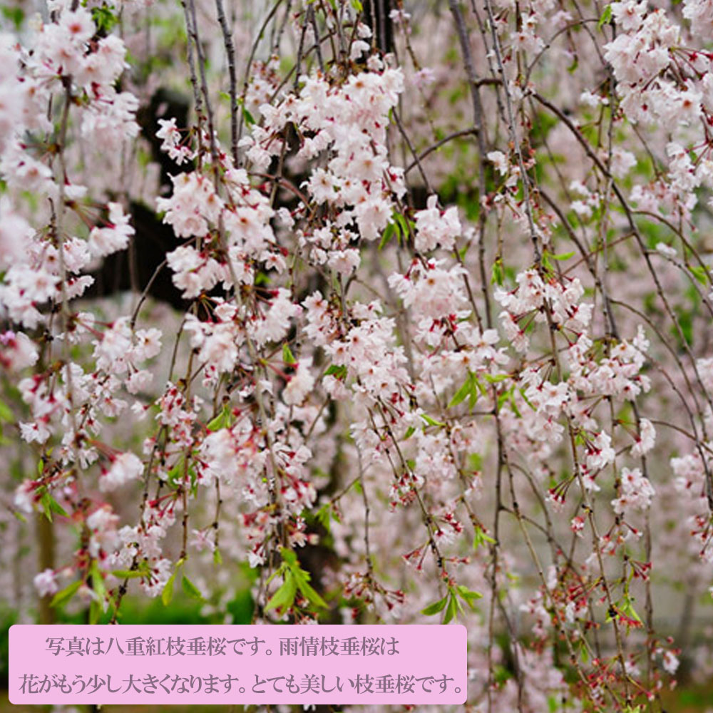 さくら 雨情枝垂れ 1