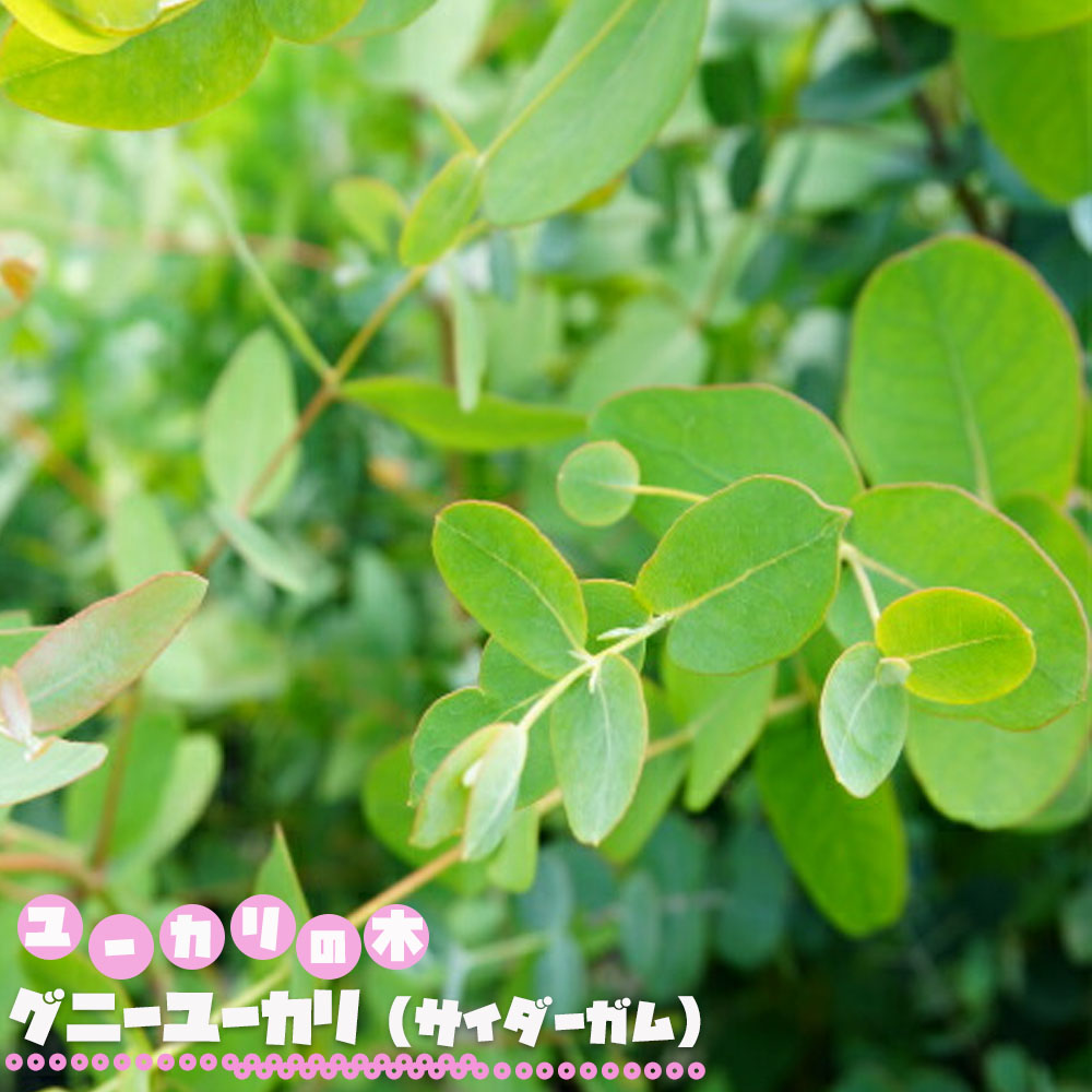 グニーユーカリ