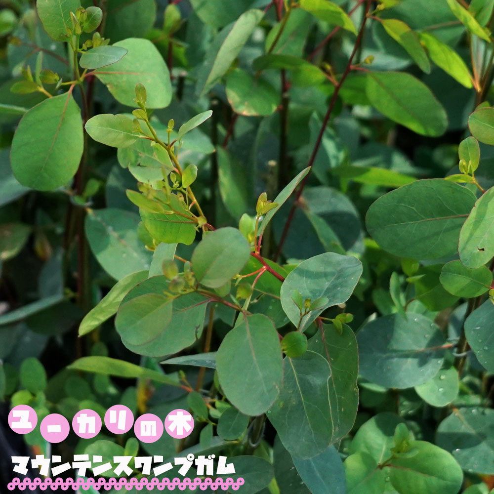 マウンテンスワンプガム