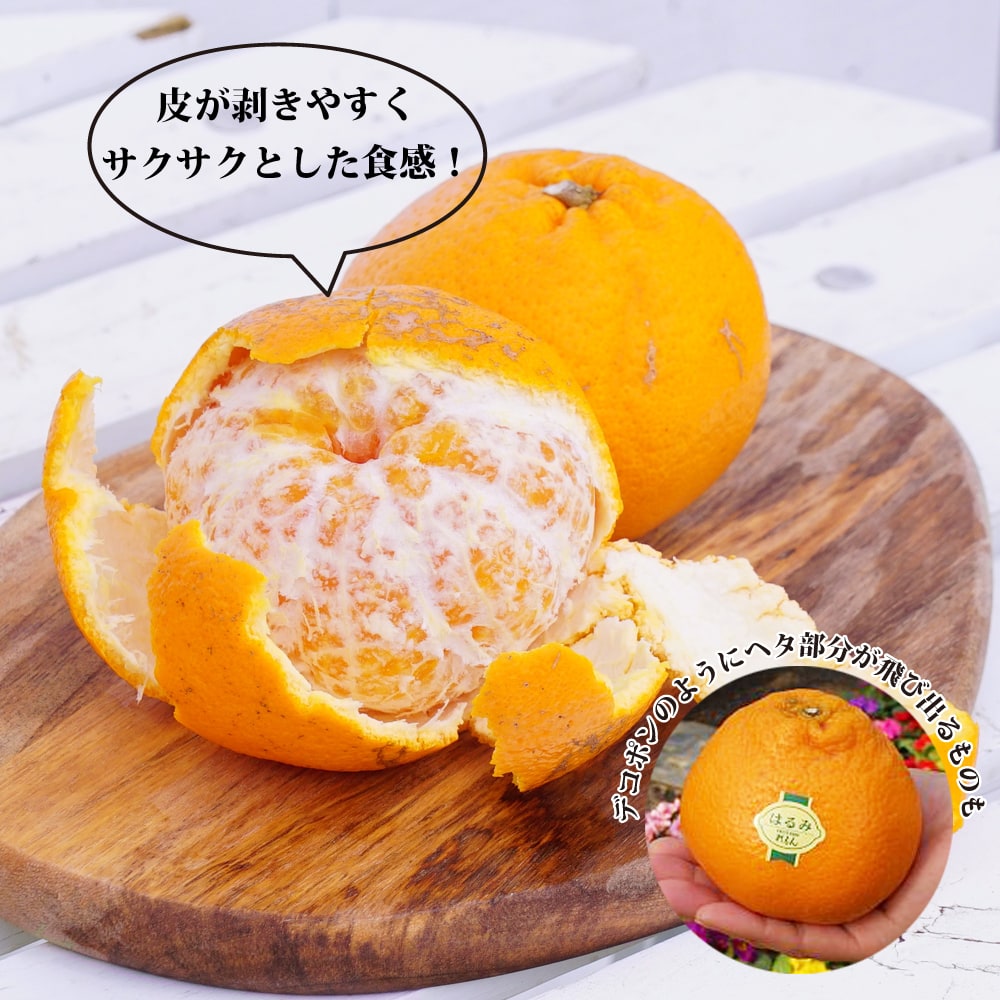 柑橘 はるみ 苗 通販 苗木部 By 花ひろばオンライン