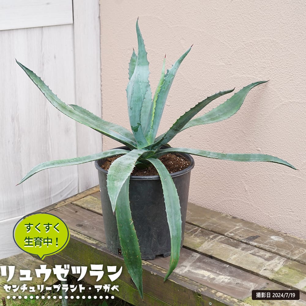 リュウゼツラン 苗 通販 苗木部 By 花ひろばオンライン