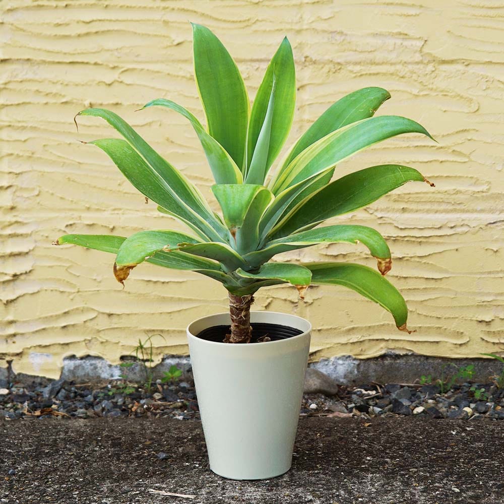 リュウゼツラン アテナータ 1