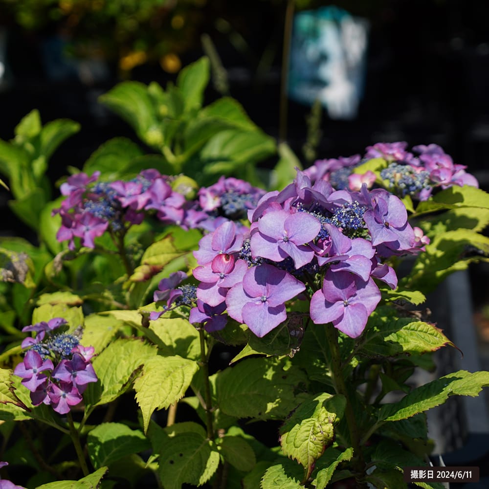 アジサイ ガーデンアジサイ 夏祭り 苗 販売 苗木部 By 花ひろばオンライン