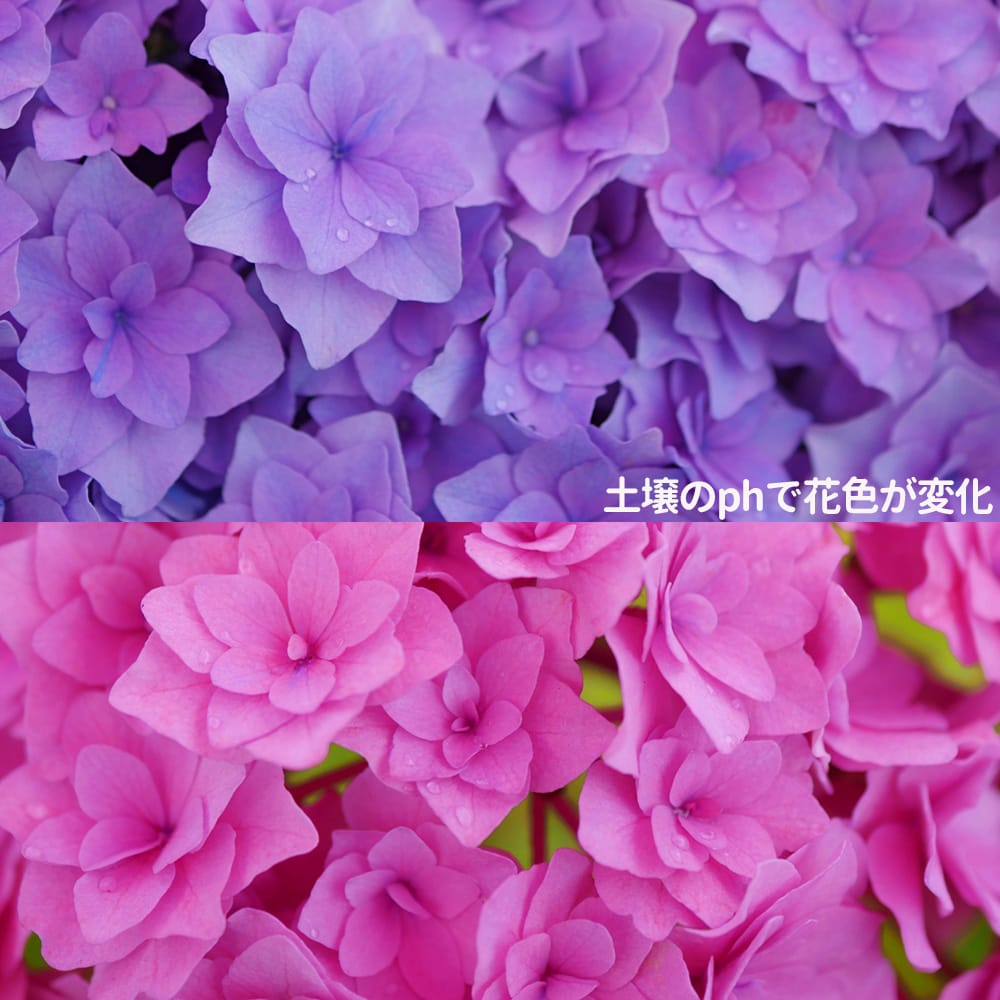 西洋アジサイ ギャラクシー 苗 販売 苗木部 By 花ひろばオンライン