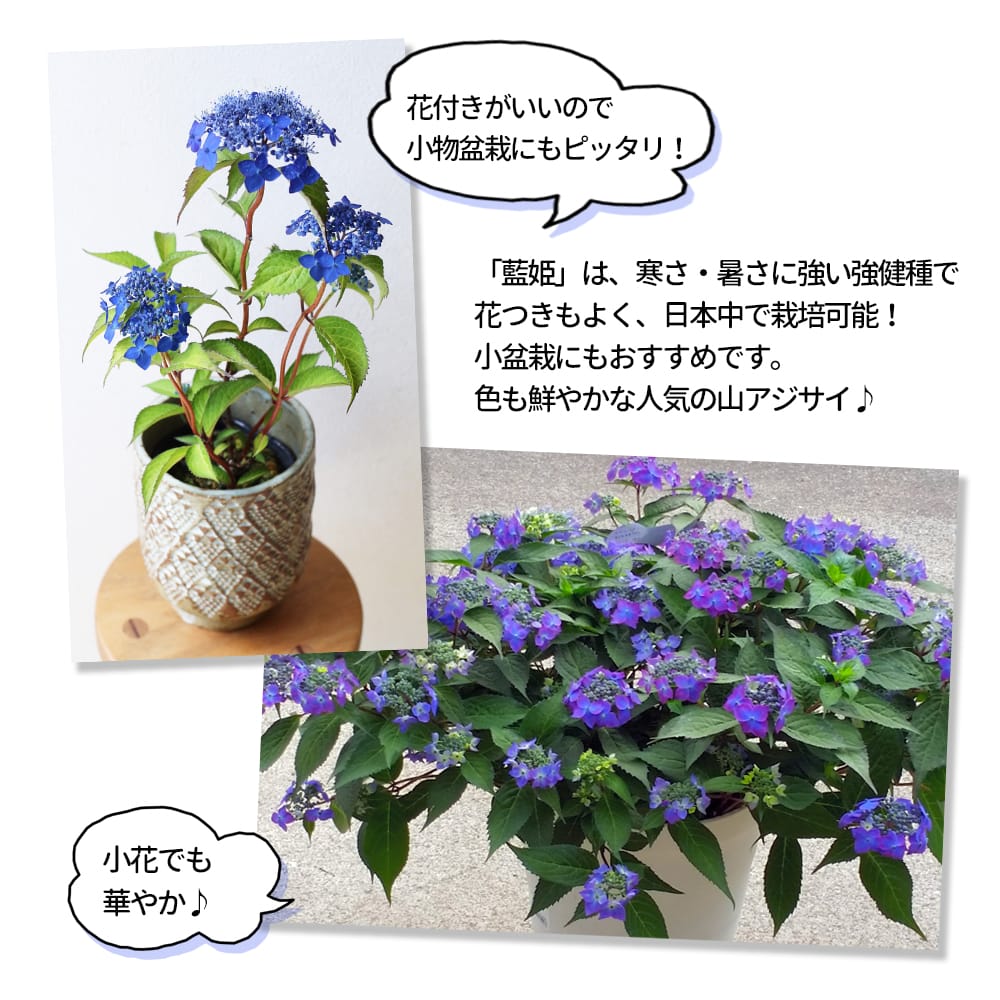 アジサイ 藍姫 4