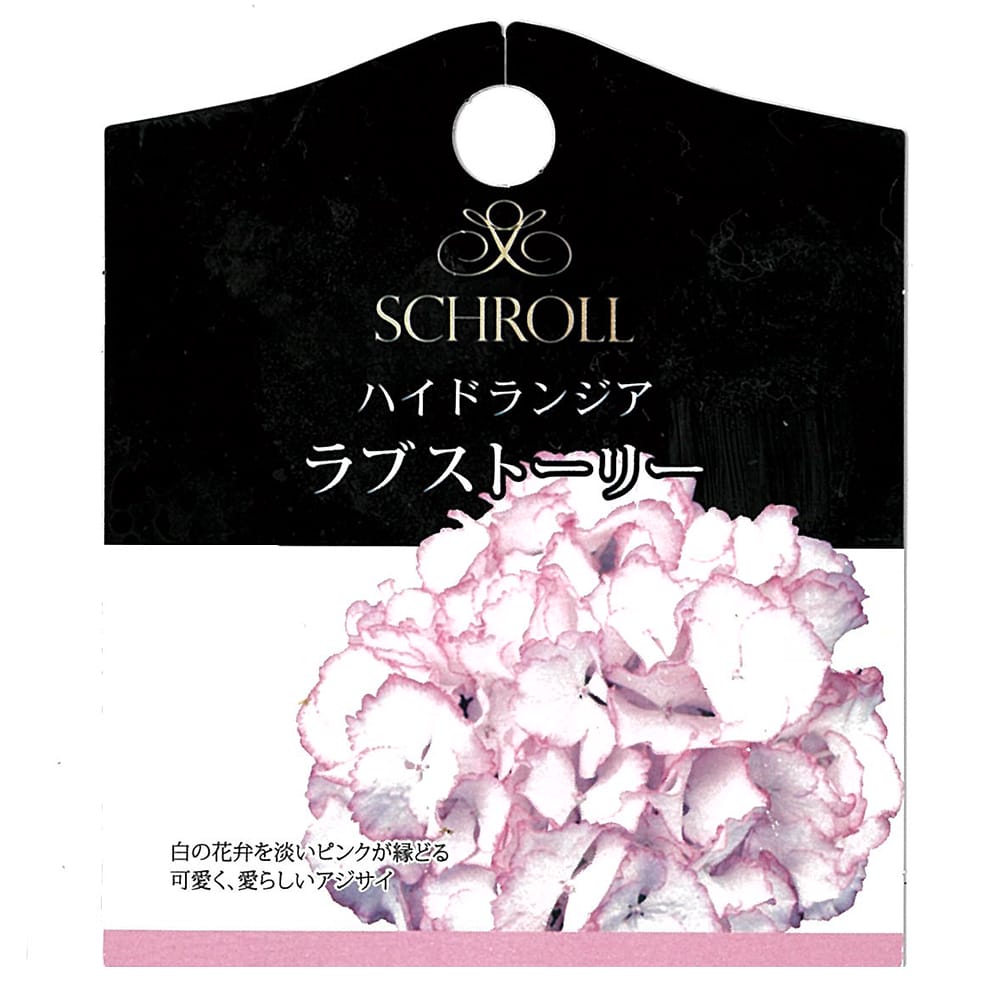 アジサイ ハイドランジア ラブストーリー 苗 販売 苗木部 By 花ひろば