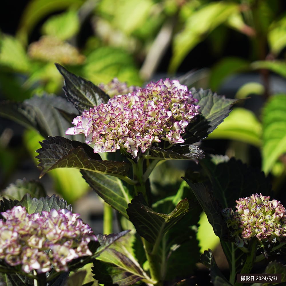 アジサイ ラブストーリー 