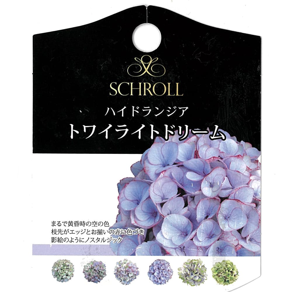 アジサイ トワイライトドリーム 