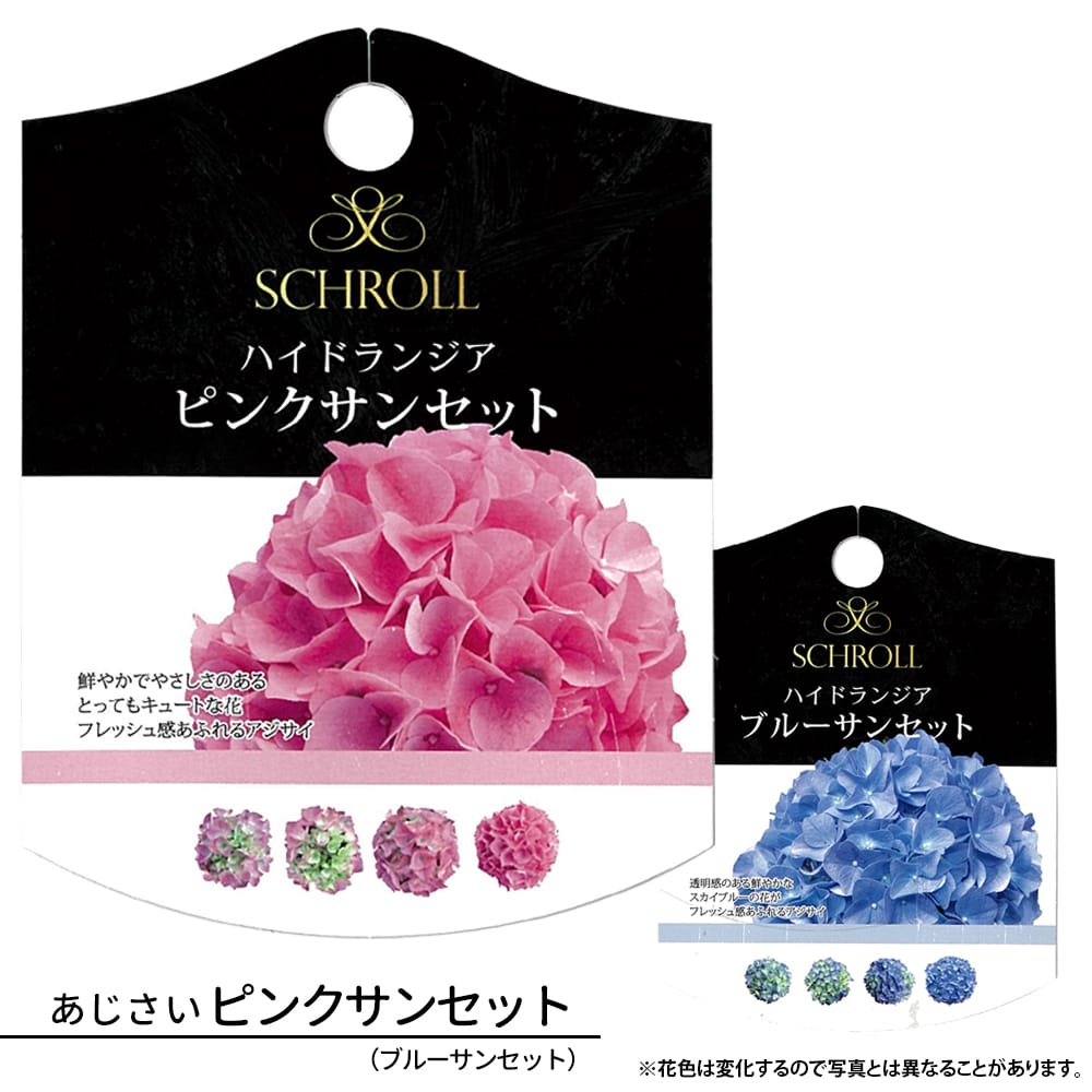 アジサイ ピンクサンセット 