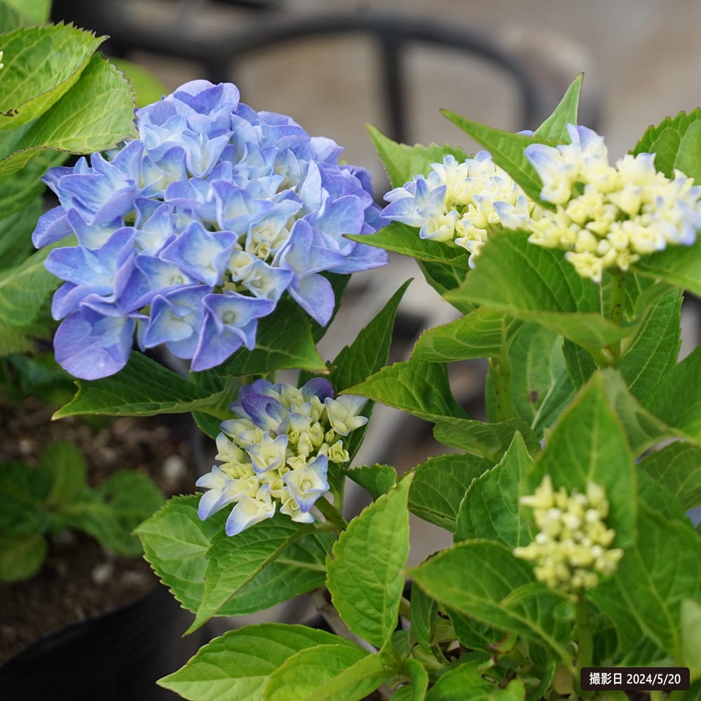 アジサイ ハイドランジア ピンクサンセット 苗 販売 苗木部 By 花