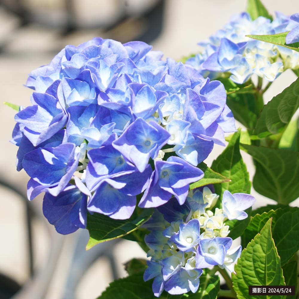 アジサイ ハイドランジア ブルーサンセット 苗 販売 苗木部 By 花