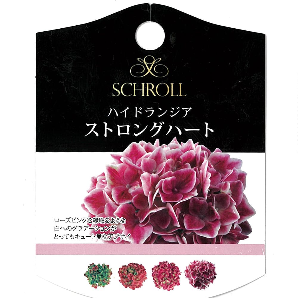 アジサイ ストロングハート 