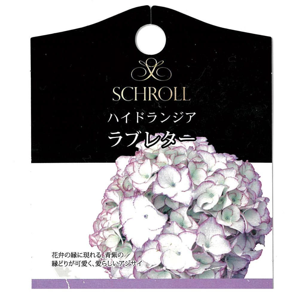 アジサイ ラブレター 