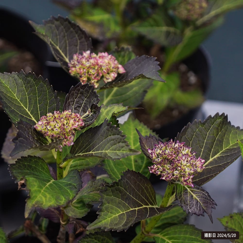 アジサイ ラブレター 2