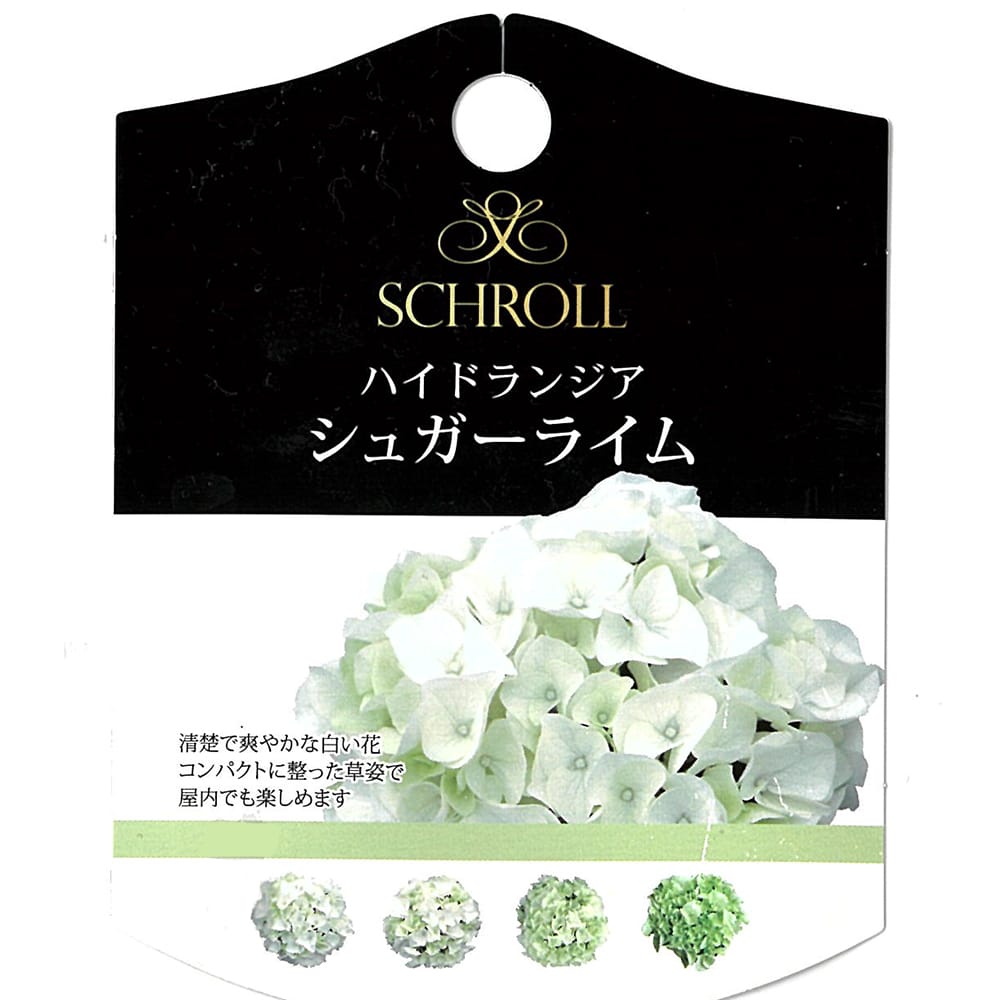 アジサイ シュガーライム 