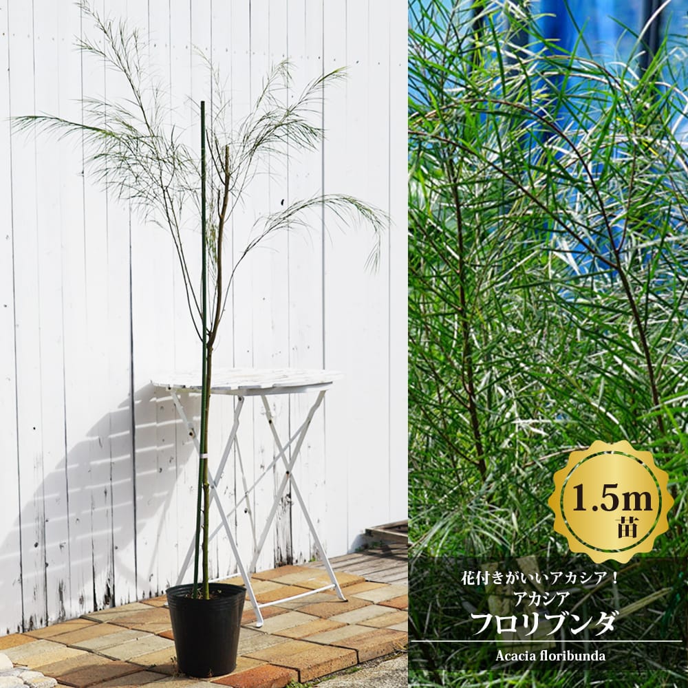 アカシア フロリブンダ 