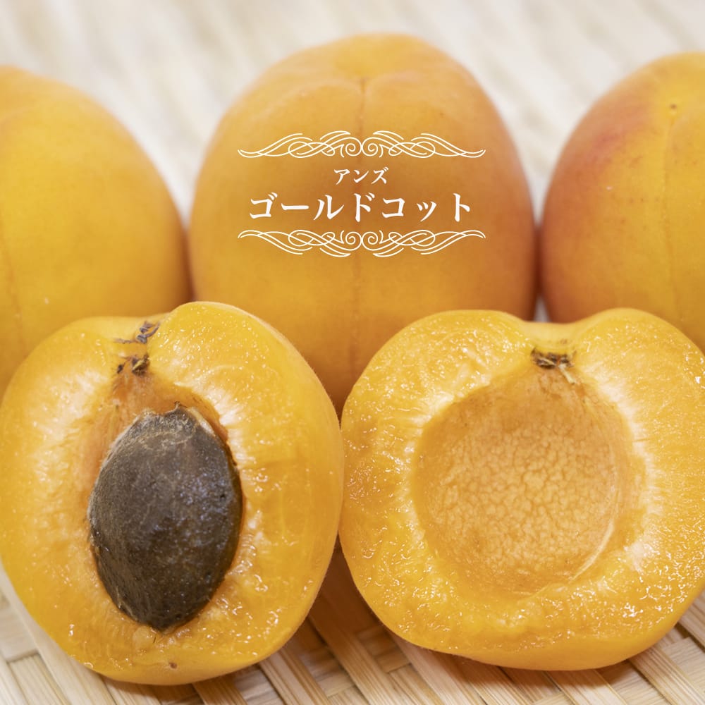 アンズ ゴールドコット 