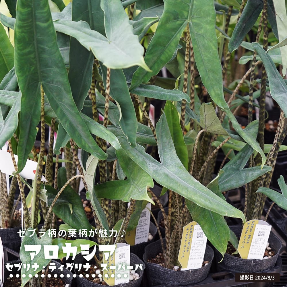 アロカシア セブリナ ティグリナ スーパーバ 2