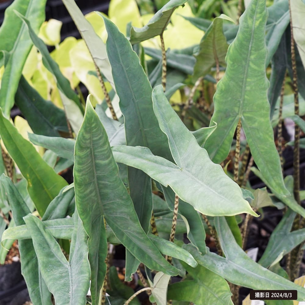 アロカシア セブリナ ティグリナ スーパーバ 3