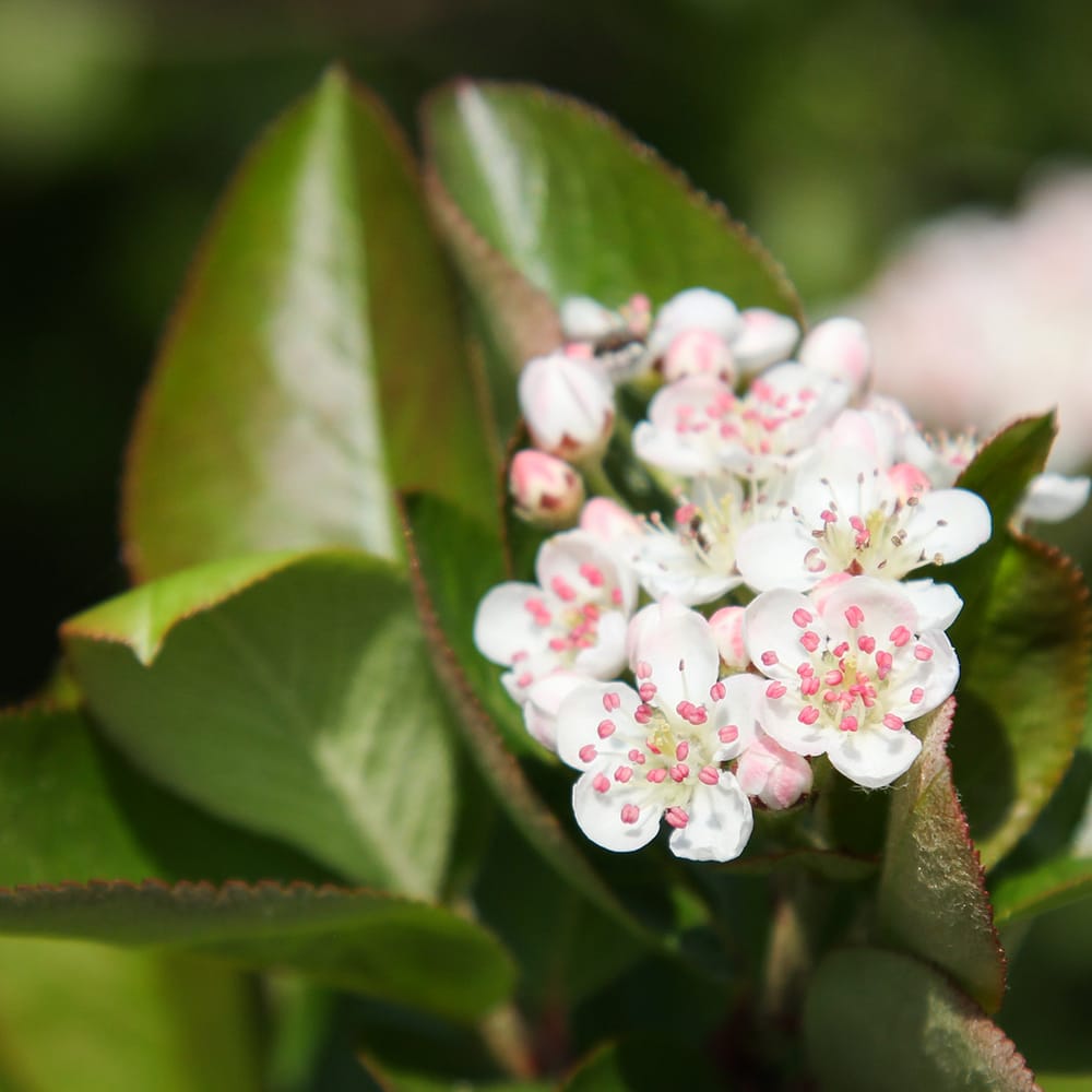 アロニア メラノカルパ 苗 販売 苗木部 By 花ひろばオンライン