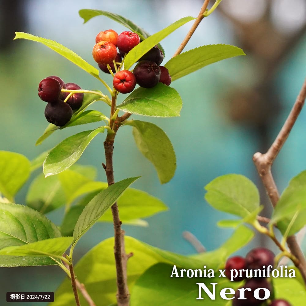 アロニア メラノカルパ 苗 販売 苗木部 By 花ひろばオンライン