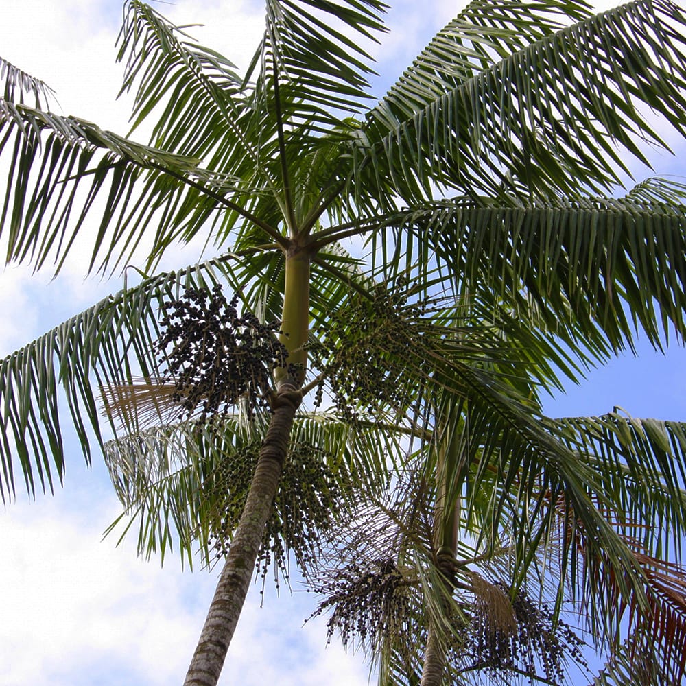 アサイーパーム パラドワーフ 2