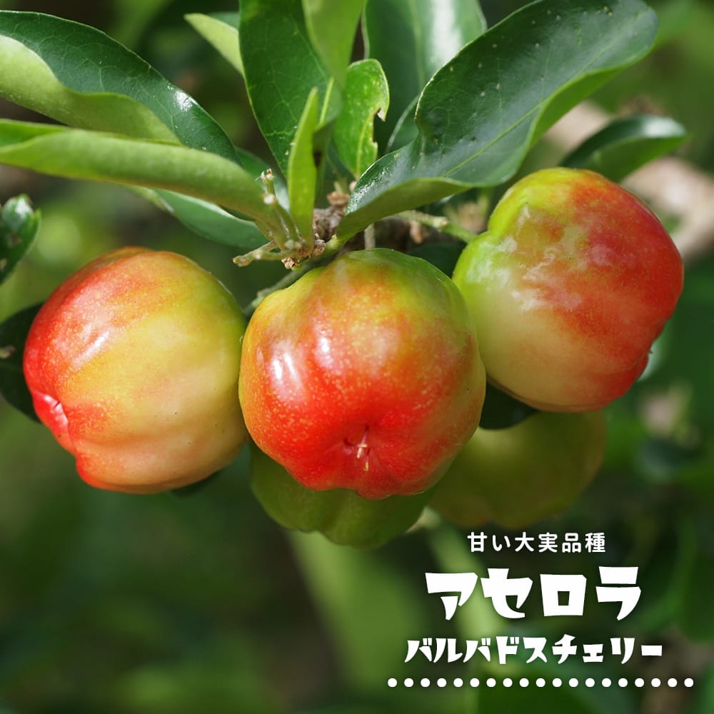 アセロラ バルバドスチェリー 