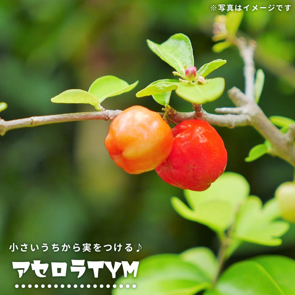 アセロラ TYM 2