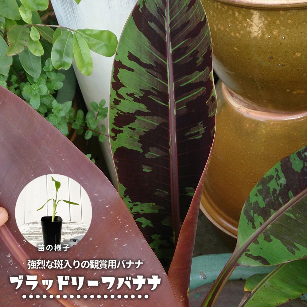 バナナ ブラッドリーフバナナ 