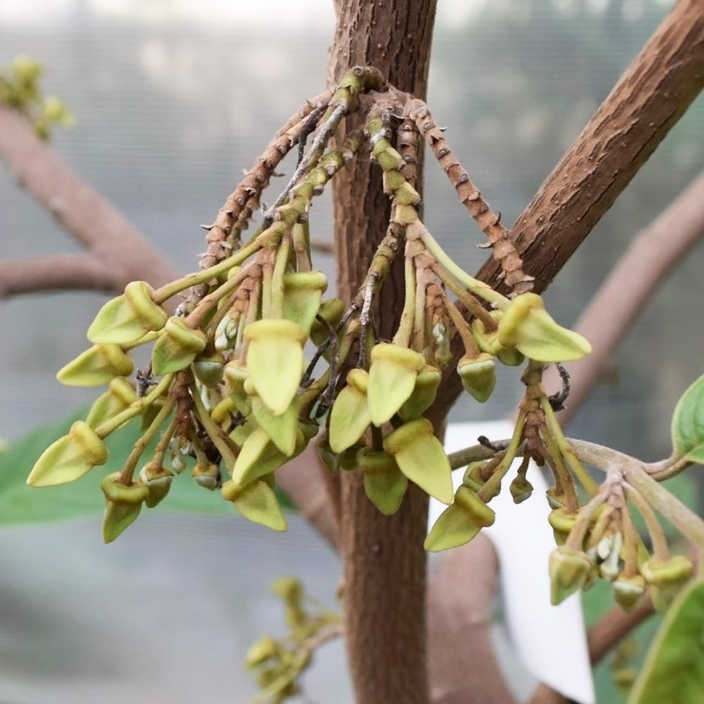 チェリモヤ バナナチェリモヤ 1