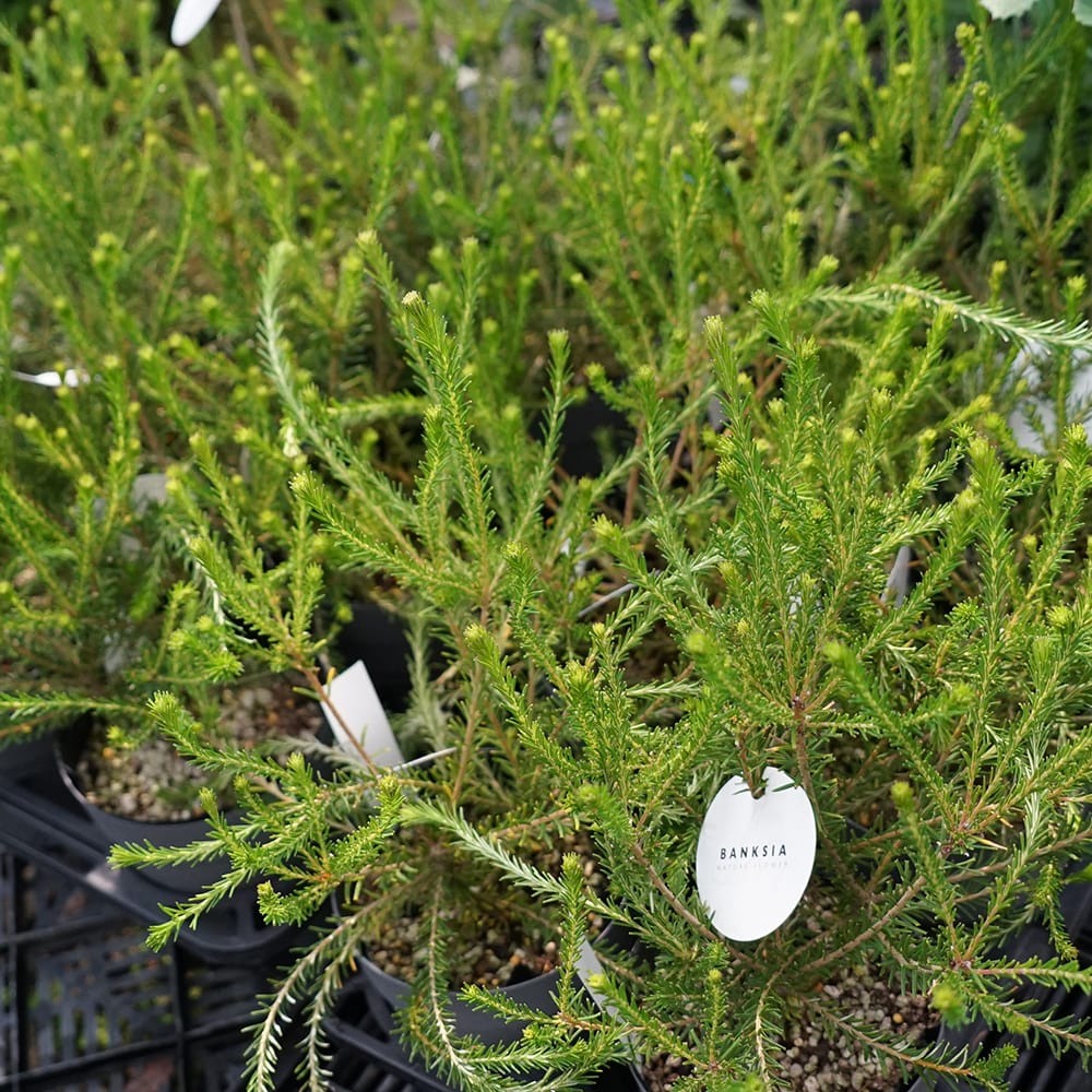 バンクシア エリシフォリアの通販 苗木部 By 花ひろばオンライン