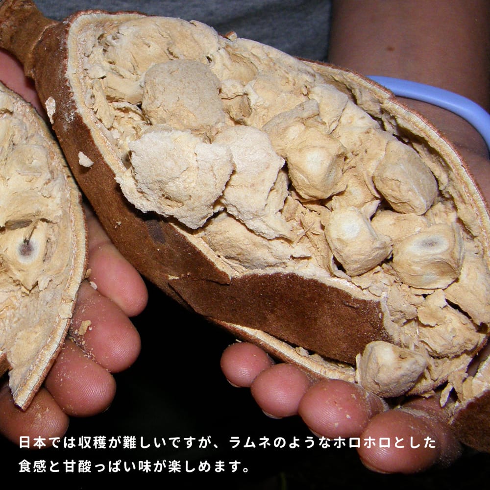 バオバブ アダンソニア ディギタータ 4