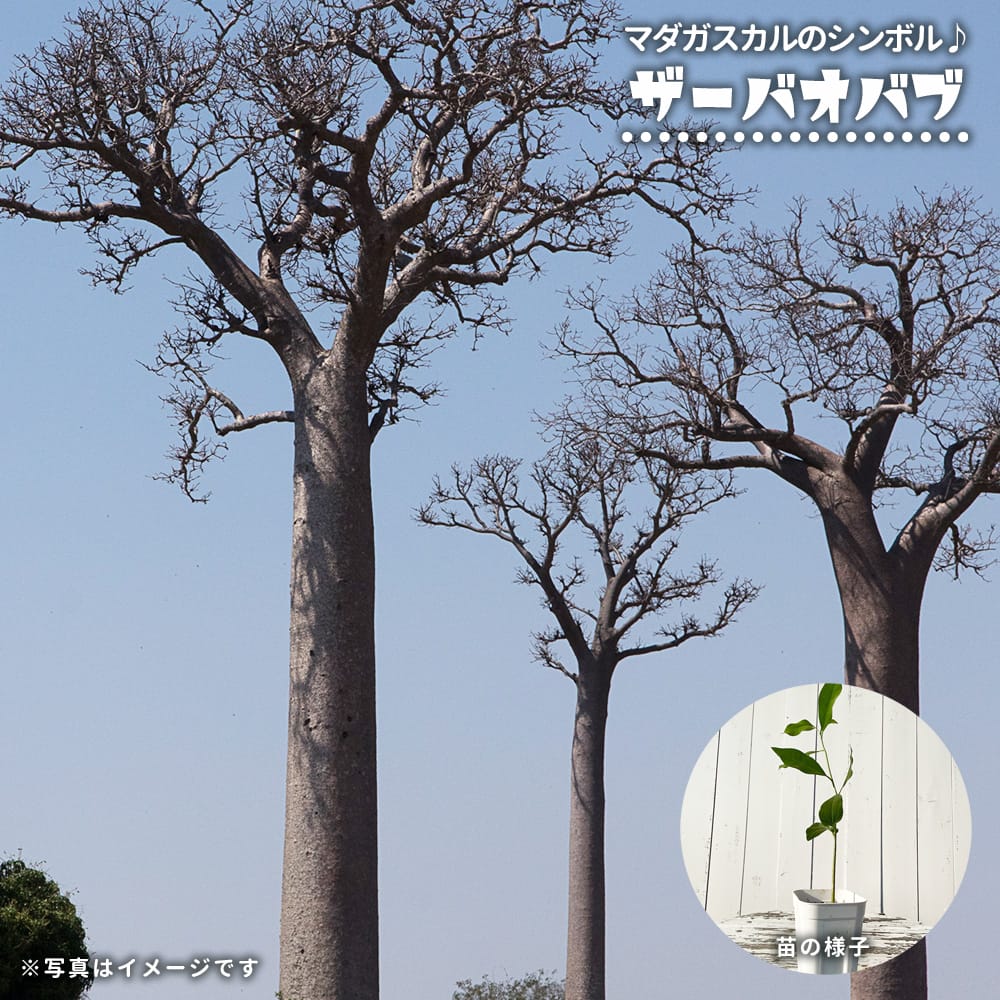 ザーバオバブ 苗 通販 苗木部 By 花ひろばオンライン