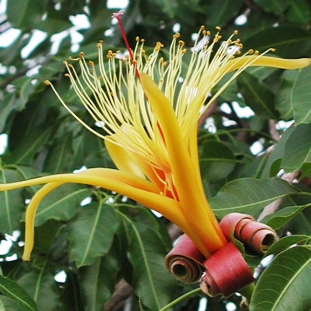 バオバブ ザーバオバブ 2