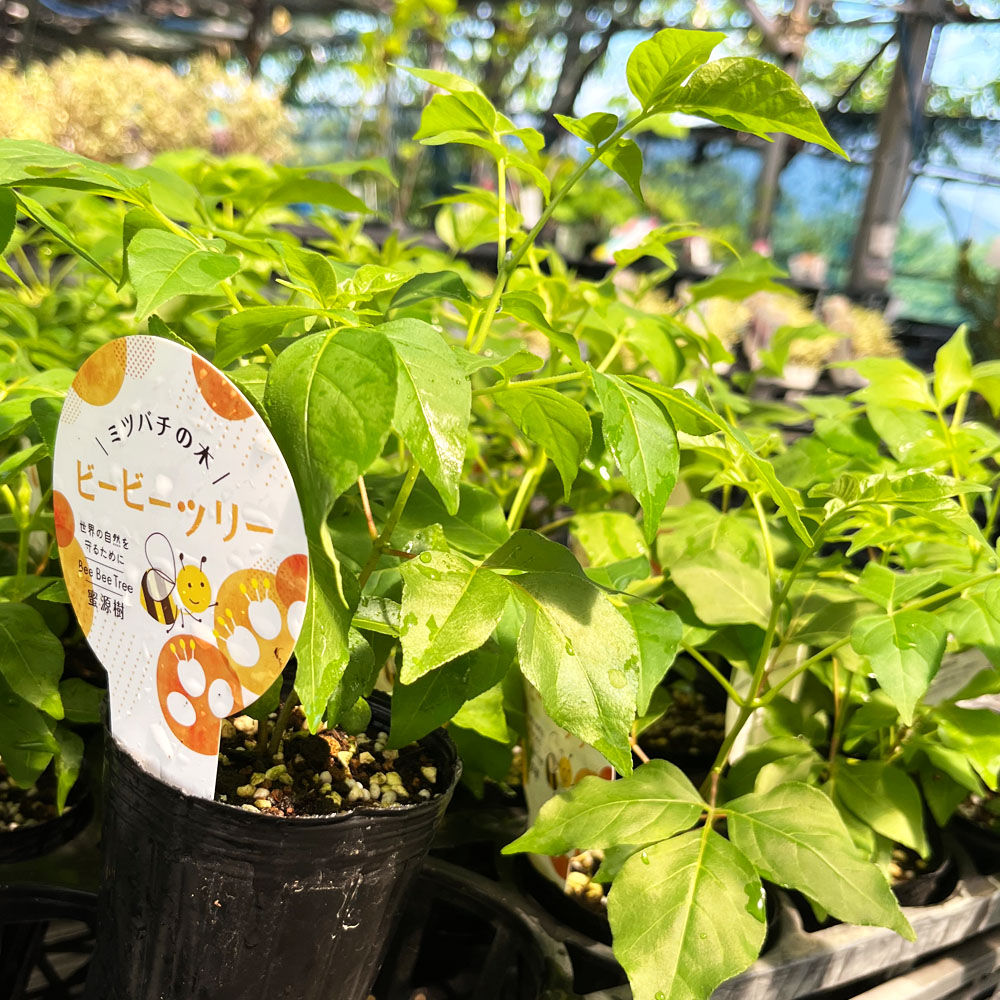 ゴシュユ ビービーツリー 3