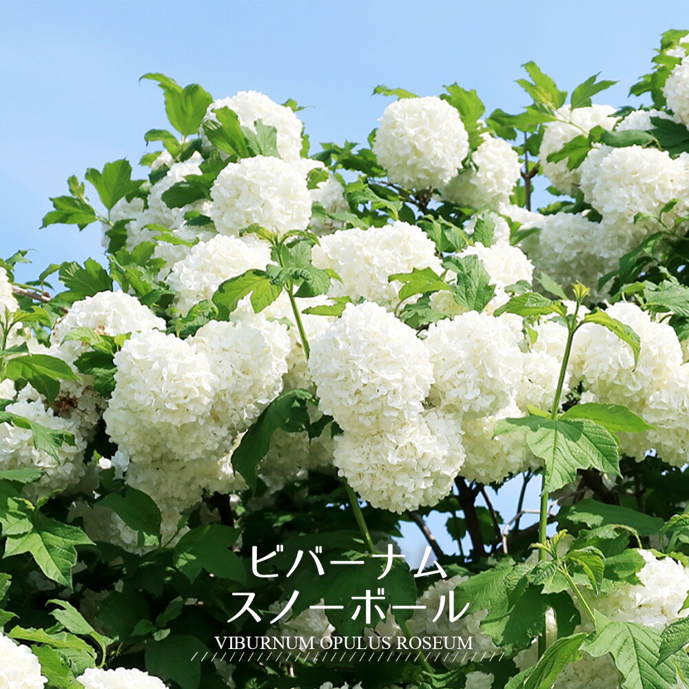 ビバーナム スノーボール 