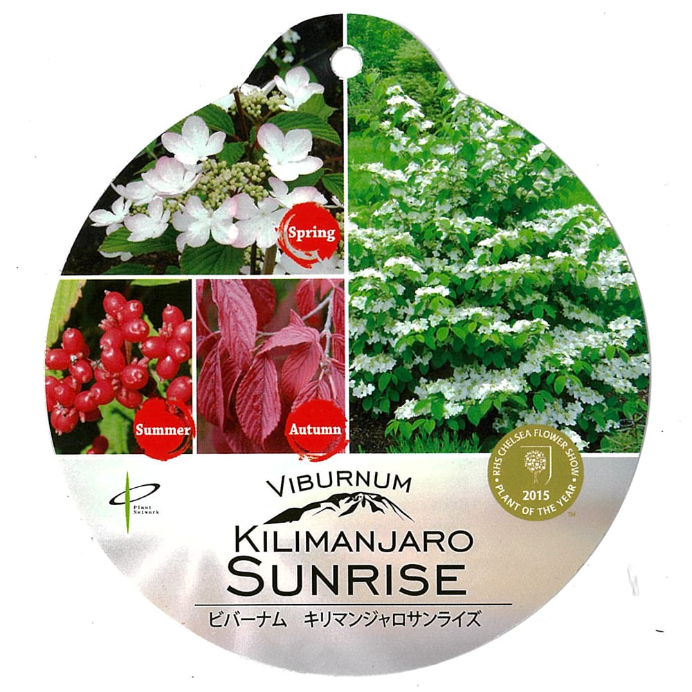 ビバーナム キリマンジャロサンライズ 