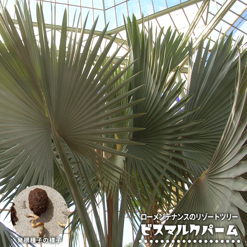 ヤシ ビスマルクパーム 