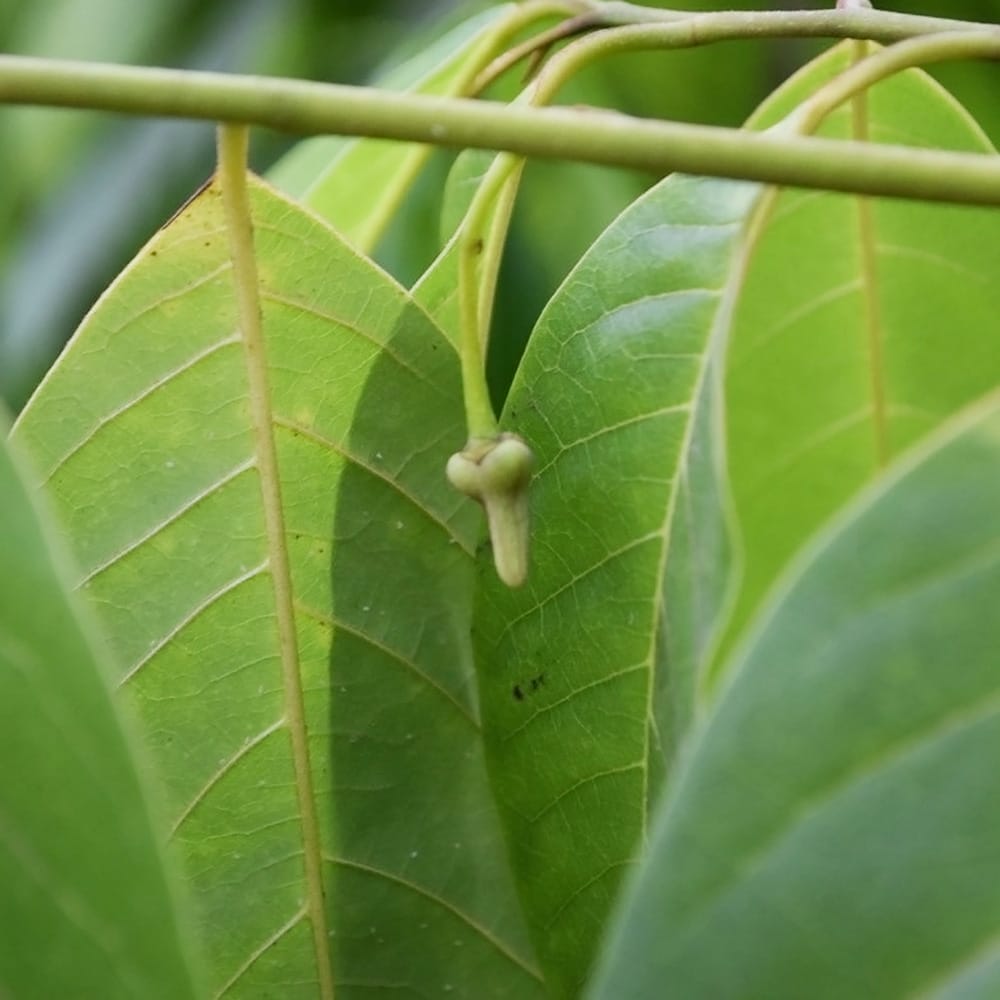 チェリモヤ ブラックチェリモヤ 2