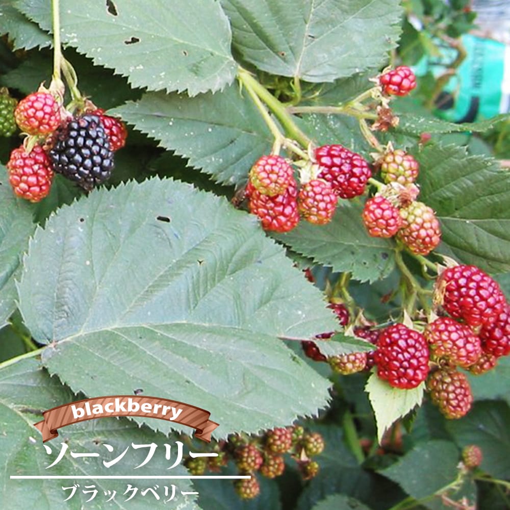 ブラックベリー トゲなし ヒマラヤ 苗 販売 苗木部 By 花ひろばオンライン