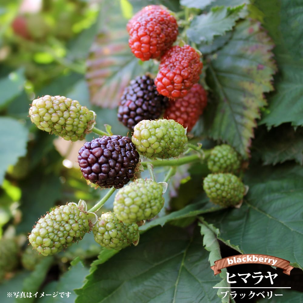 ブラックベリー ヒマラヤ 
