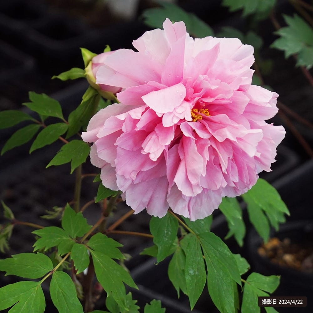 牡丹 聖代 苗 販売 苗木部 By 花ひろばオンライン