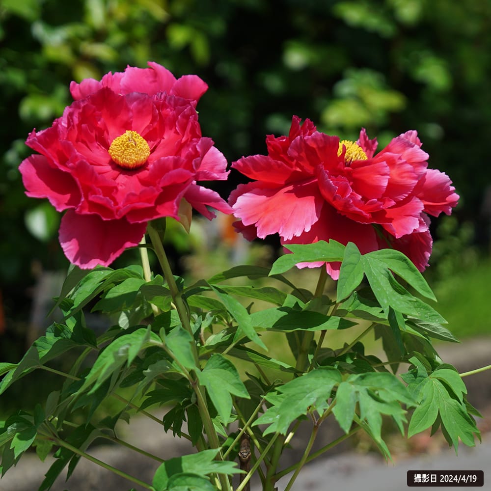 緋の司】 （濃赤色） 牡丹 2年生 6号スリット鉢植え | 苗木部 本店 By