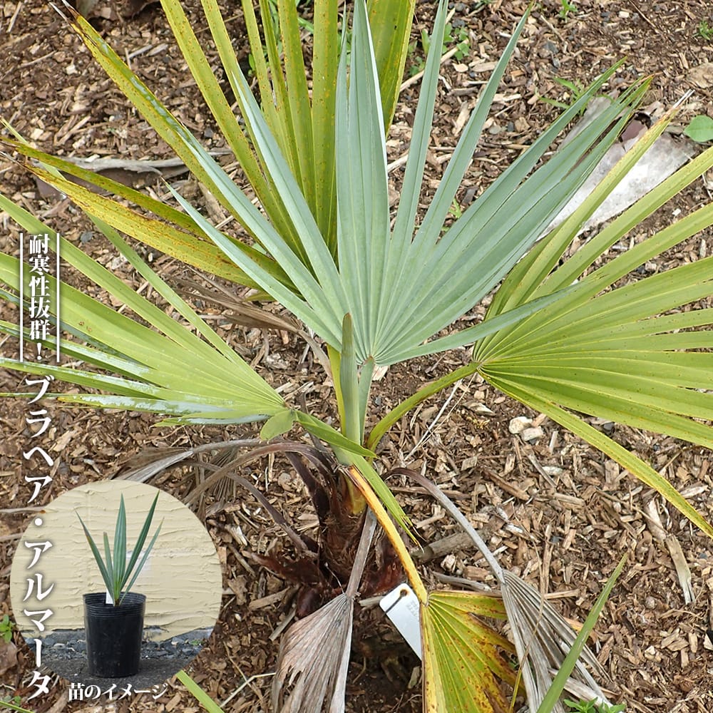 ブラヘア アルマータ 苗 販売 苗木部 By 花ひろばオンライン